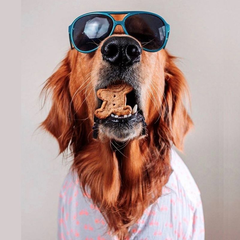 Buddy Biscuits Grain Free Chicken Soft & Chewy Treats Dog Treats - 5oz