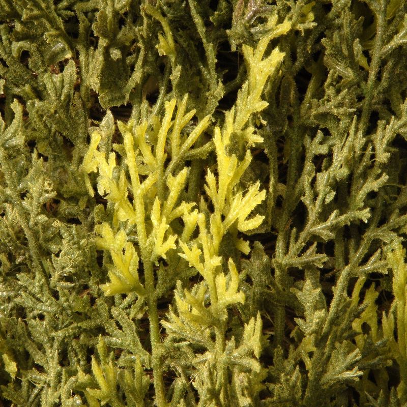 4' Artificial Upright Juniper Tree - National Tree Company