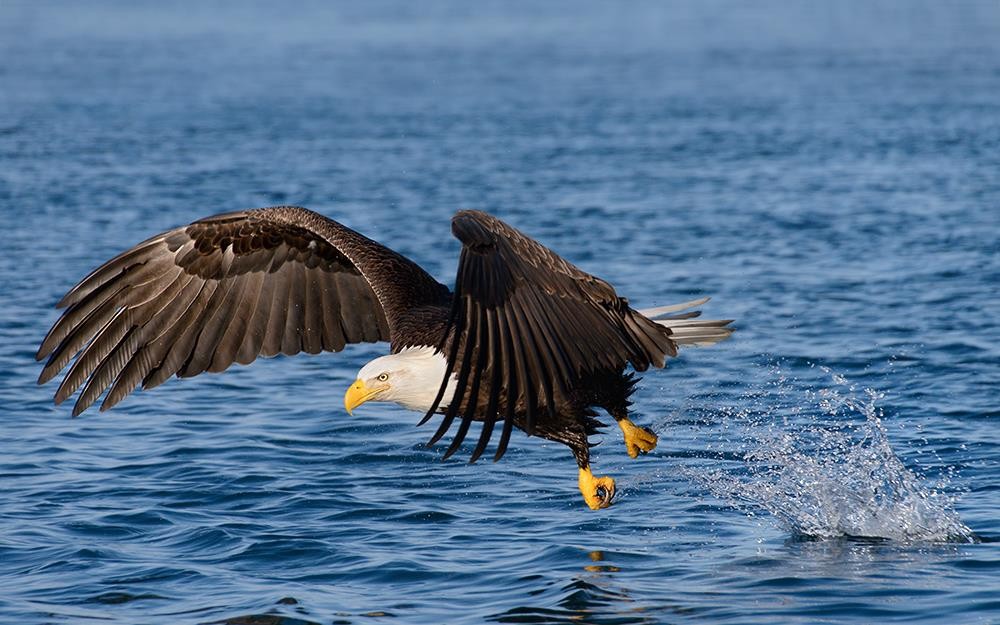 Sigma 18-250mm F3.5-6.3 DC Macro OS HSM for Nikon F Cameras