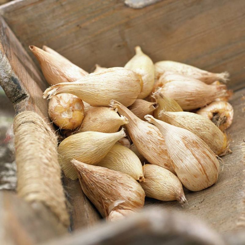 25ct Freesias Double Blooming Red Bulbs - Van Zyverden