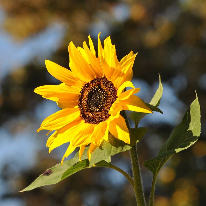 2pk Pollinator Flower Seed Grow Kit & Giant Sunflower Grow Kit - The Jonsteen Company
