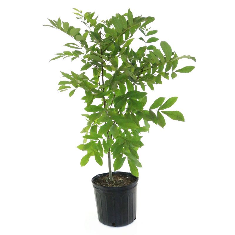 2.25gal Native Pecan Tree - National Plant Network