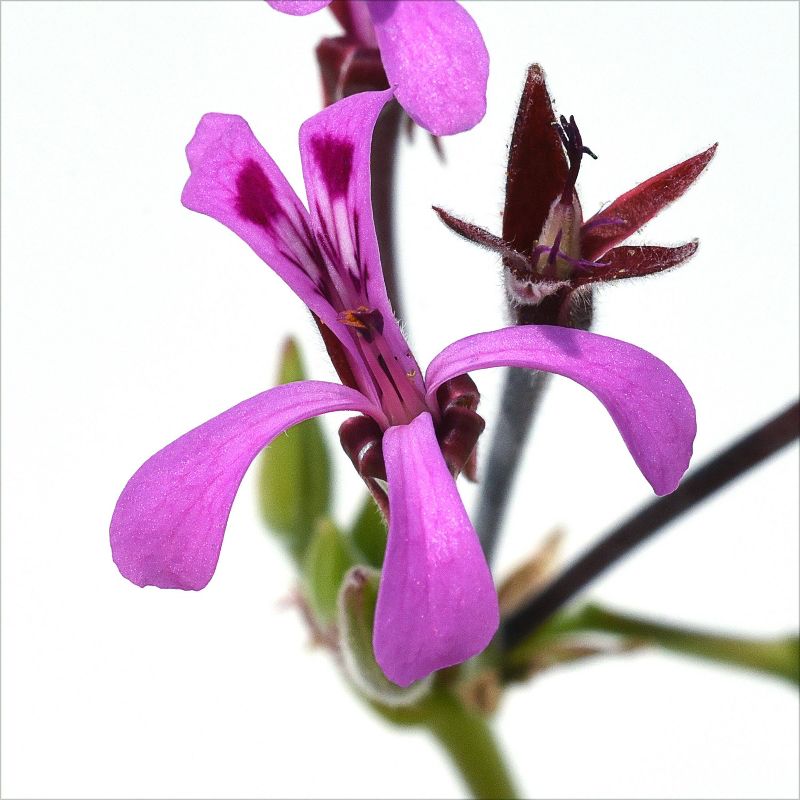 Nature's Way Umcka ColdCare Cherry Syrup - 4 fl oz