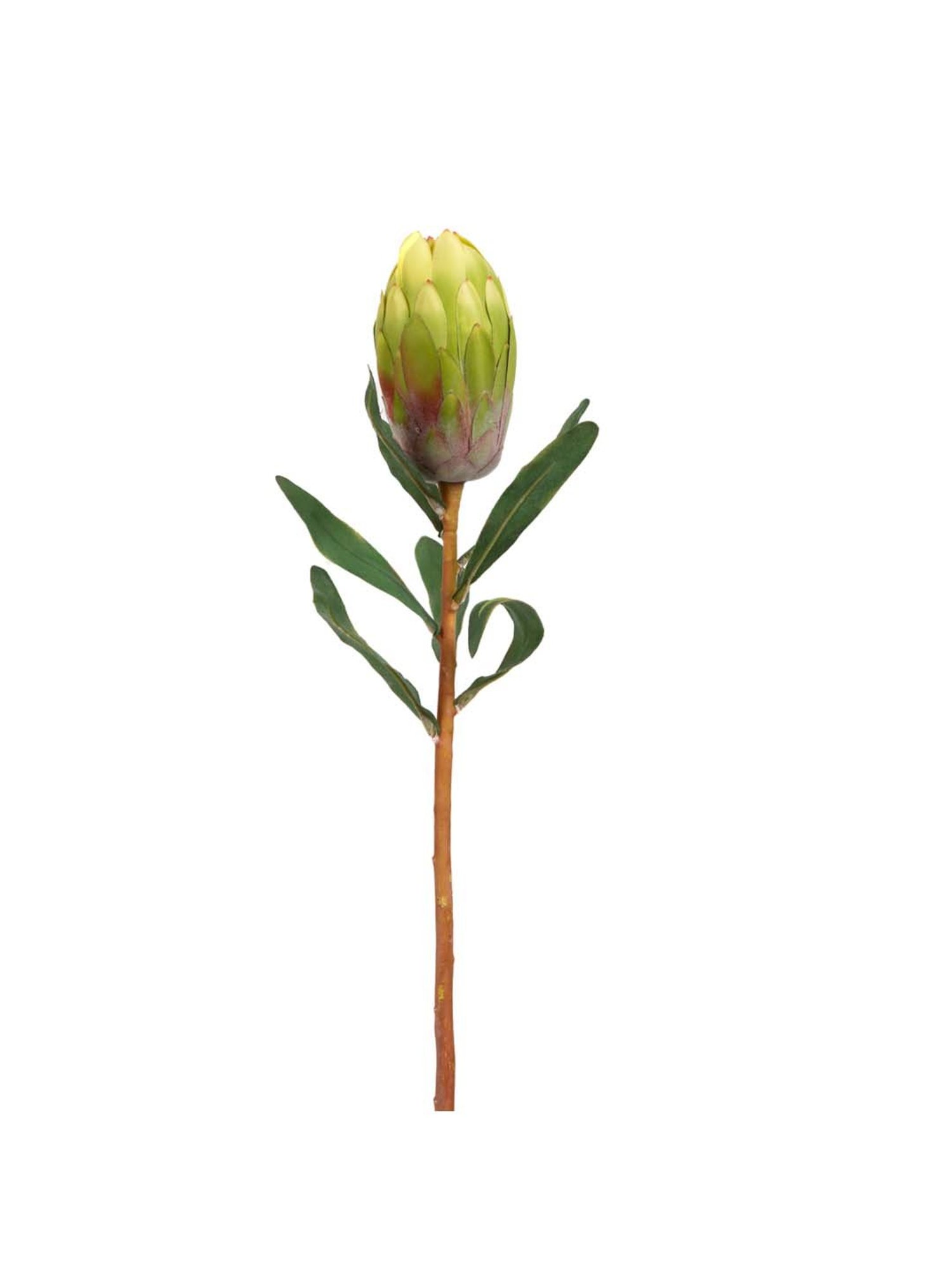 Home4U Green & Brown Plastic Flower Bud - Set of 1