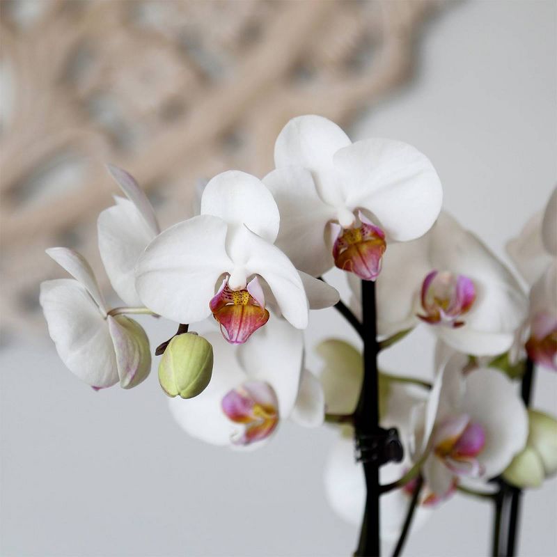 Just Add Ice 5" White Orchid in Ceramic