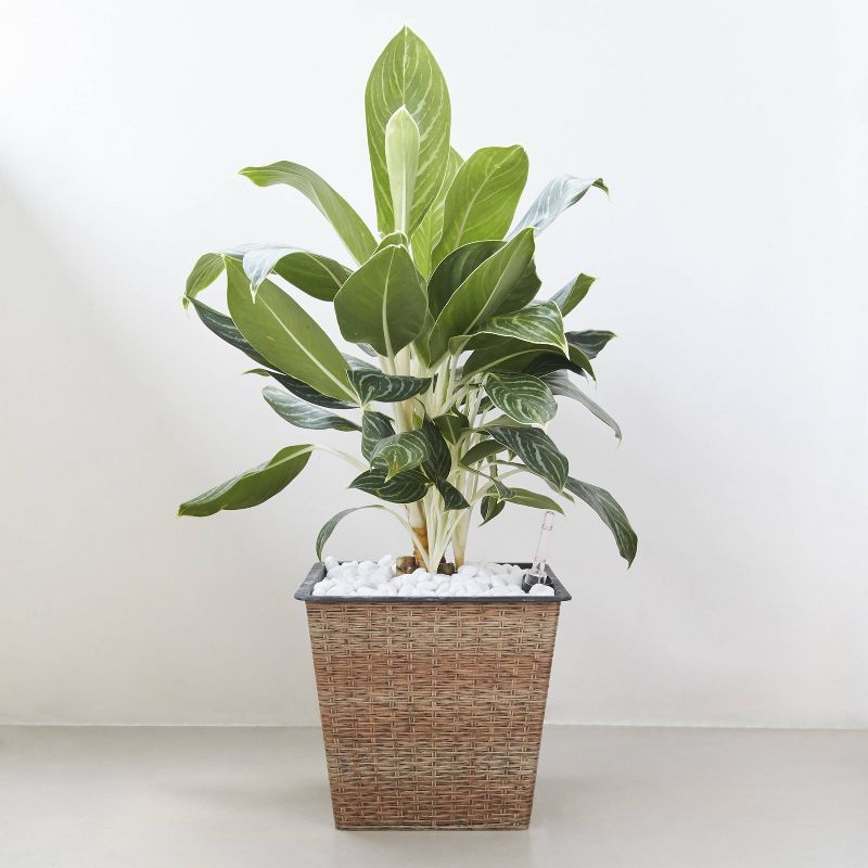 Hatteras Square Self-Watering Planter Light Brown - Vifah
