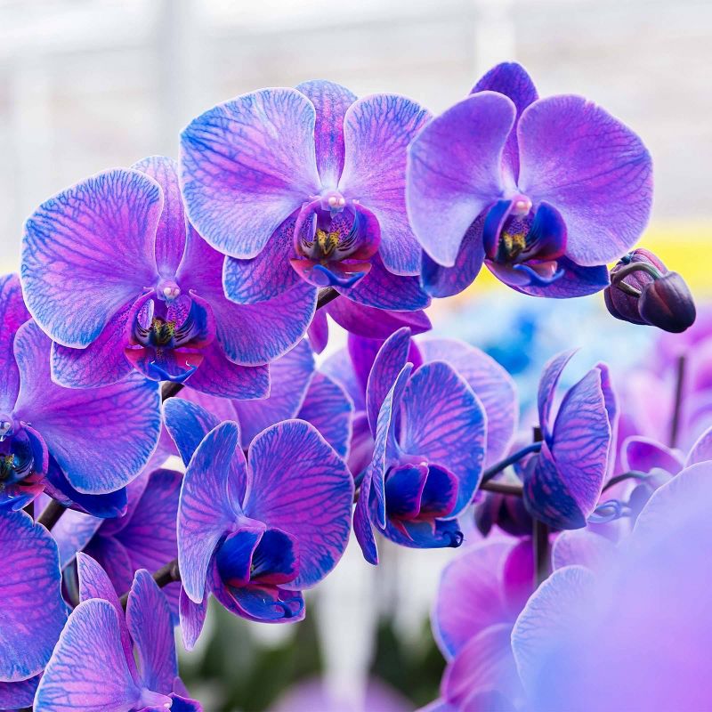 Just Add Ice 5" Purple Watercolor Orchid in Ceramic