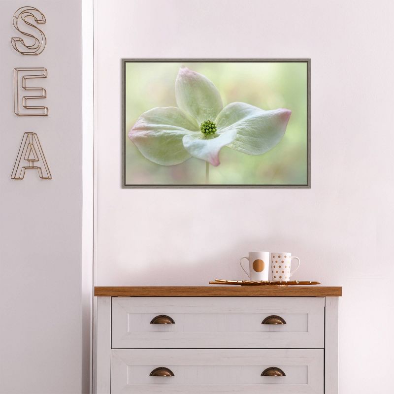 23" x 16" Cornus Kousa Flower Close Up by Jacky Parker Framed Canvas Wall Art - Amanti Art