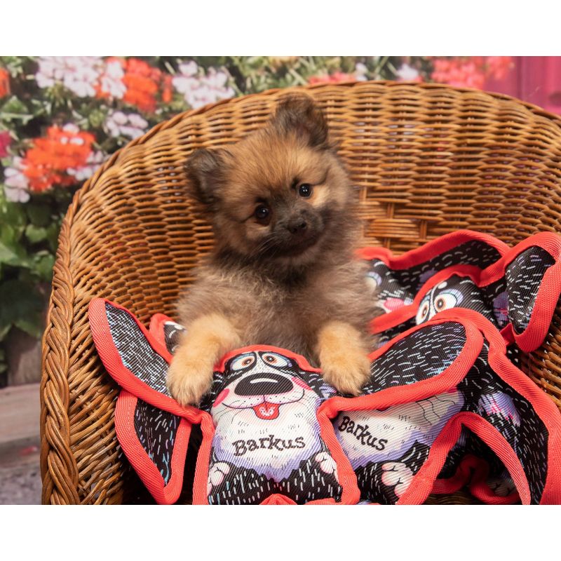 Fuzzu All Ears Barkus Dog Toy