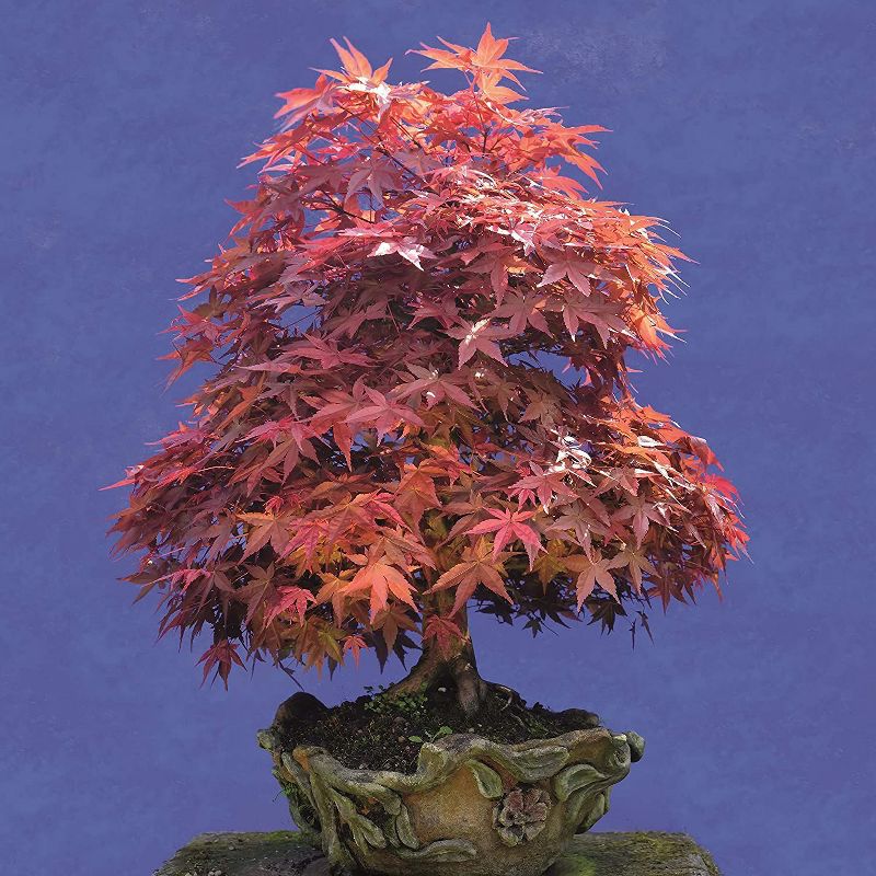 Sellers Publishing, 2021 Outlander 16-Month Wall Calendar