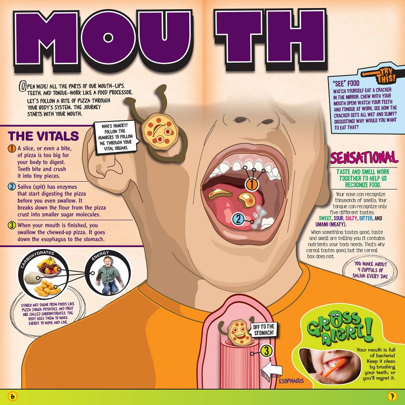 Squishy Human Body Anatomy Kit