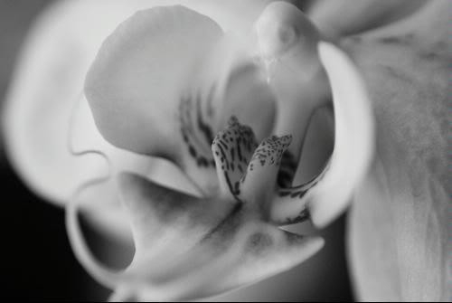 Opteka 10x HD2 Professional Macro Lens for Fuji Finepix S9500 S9100 S9000