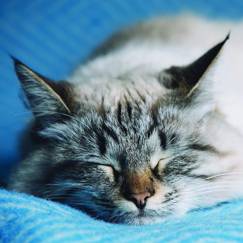 Sellers Publishing, 2021 Outlander 16-Month Wall Calendar