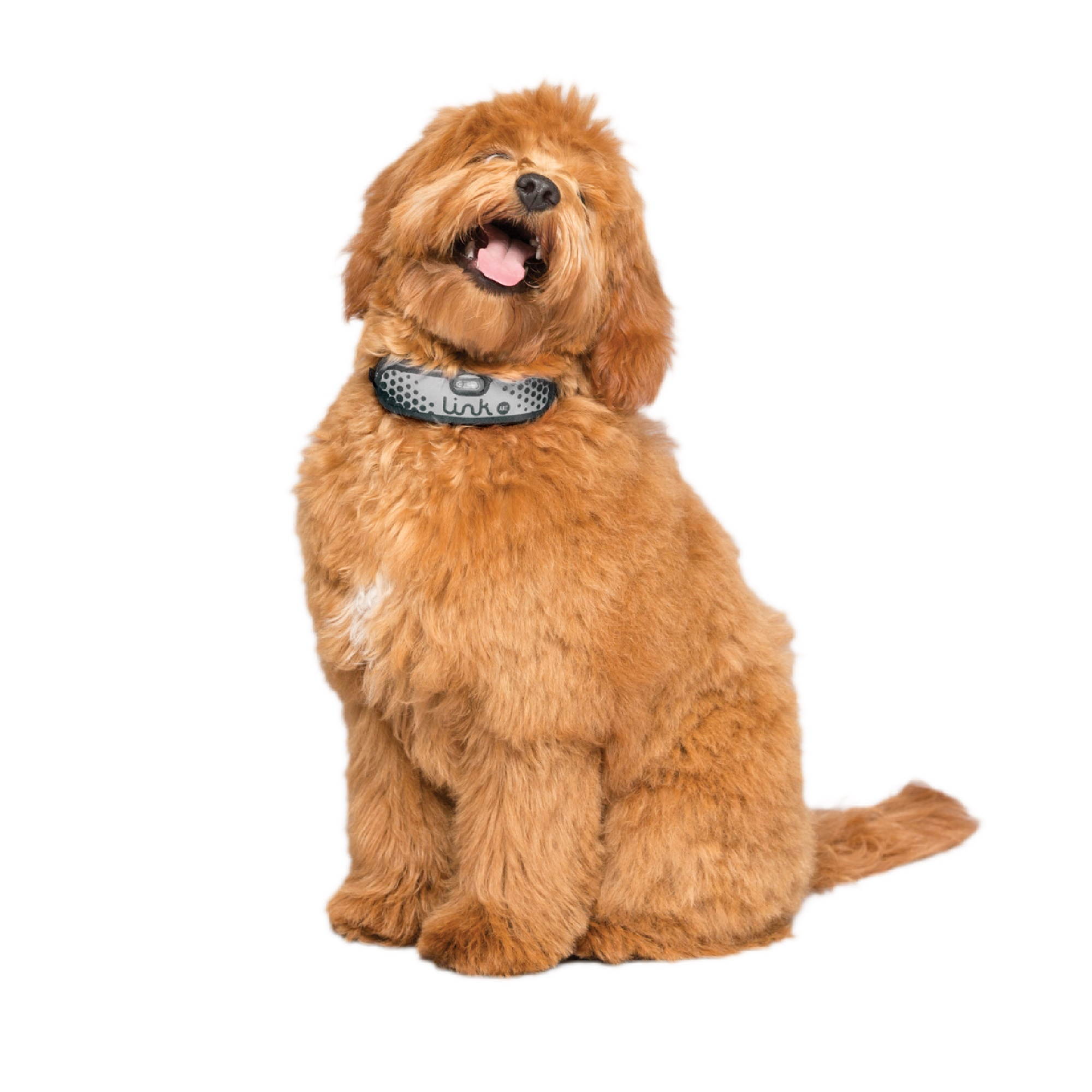 OFFICIAL STORE - Link AKC PLUS Classic GPS & Activity Monitor Smart Dog Collar Attachment, Brown