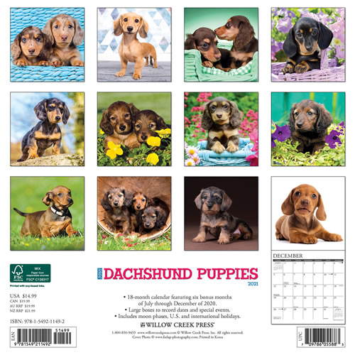 2021 Dachshund Puppies Wall