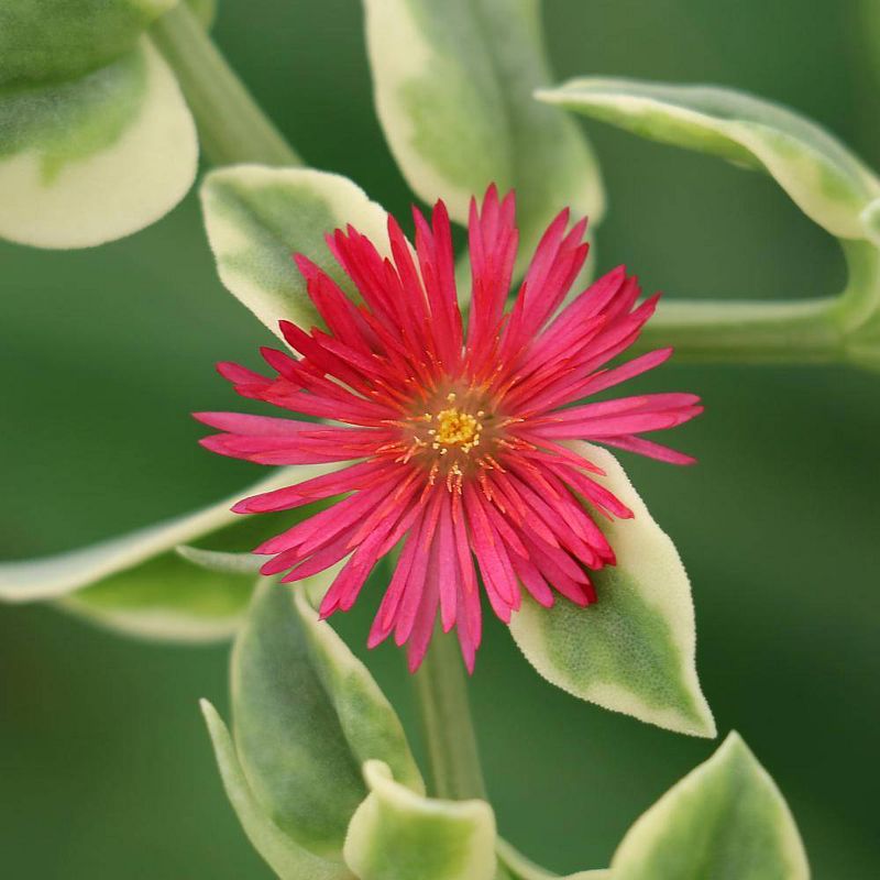 Dorotheanthus Livingstone Daisy - National Plant Network