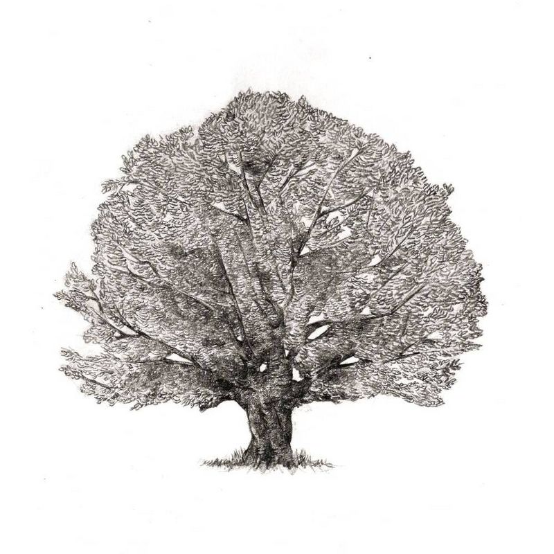 Hidden Life of Trees : What They Feel, How They Communicate: Discoveries from a Secret World (Hardcover) by Peter Wohlleben