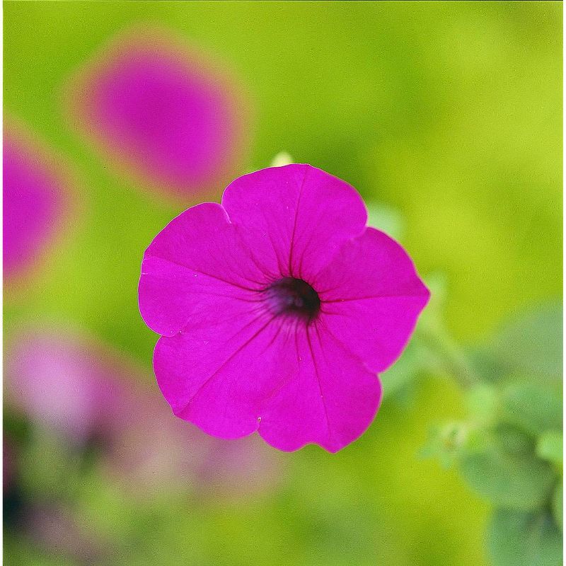 3pc Tidal Wave Petunia 'Purple' - National Plant Network