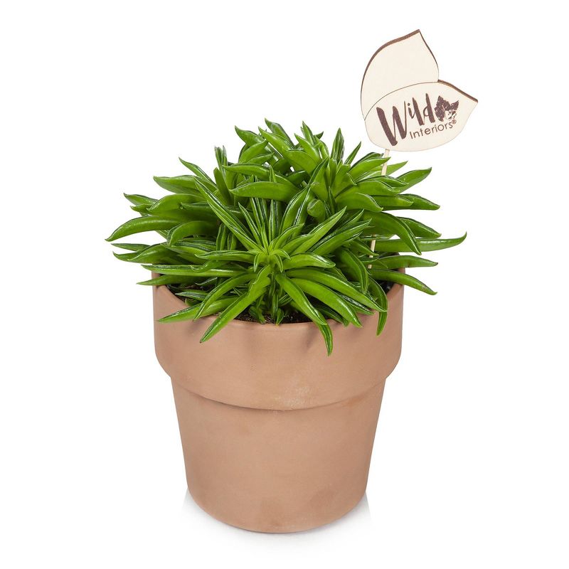 Van Zyverden Roses Mikado Root Stock