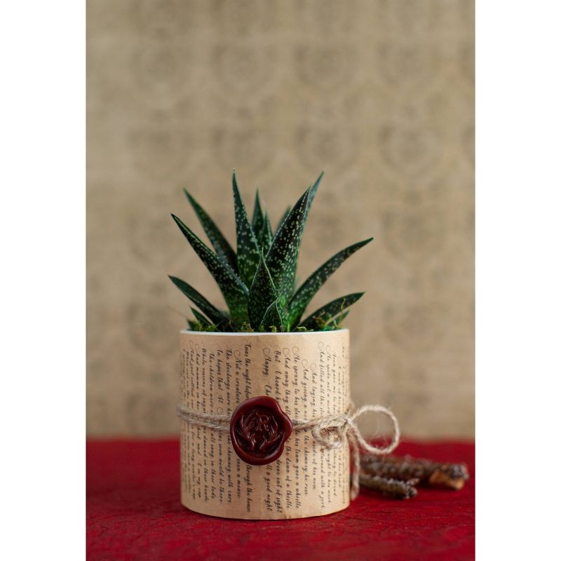 Van Zyverden Roses Mikado Root Stock