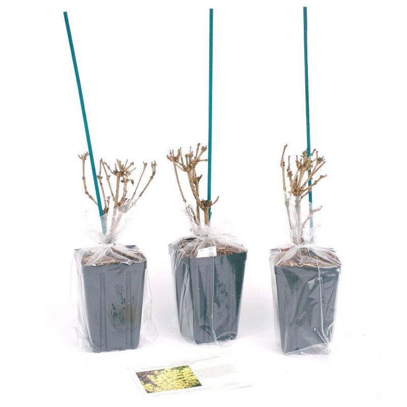 3ct Forsythia Magical Gold 4" Potted Rocketliners Plants - Van Zyverden