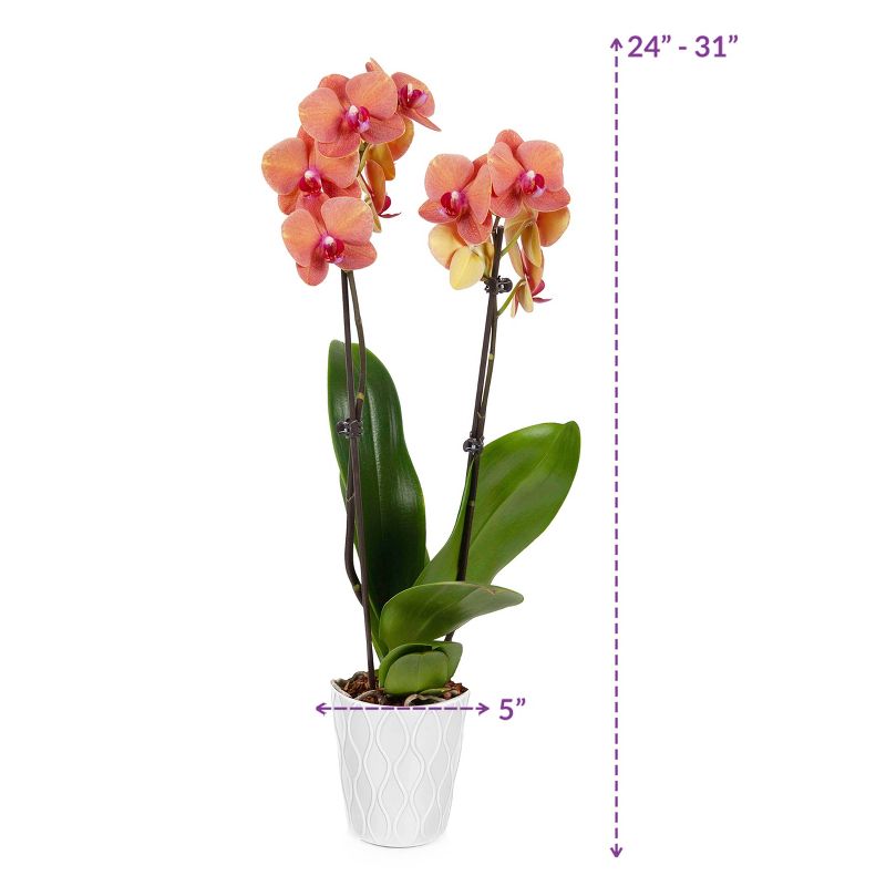 Just Add Ice 5" Salmon Orchid in Ceramic