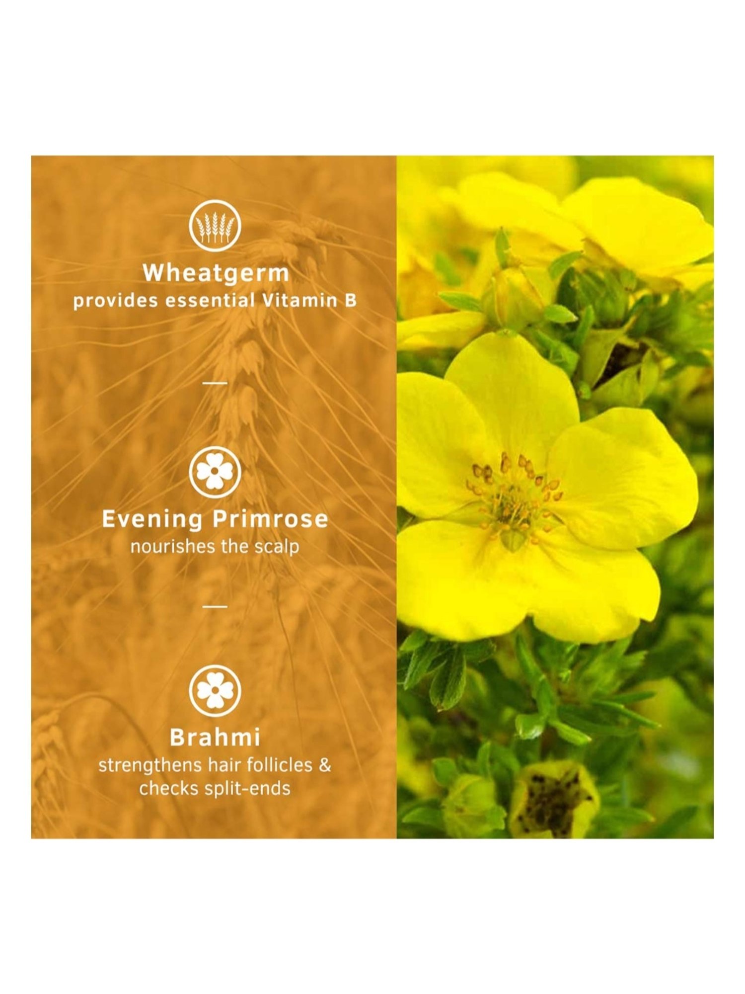 Qraa Men Red Onion Hair Oil - 100 ml