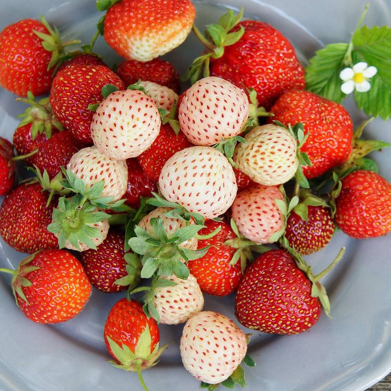 Van Zyverden Set of 20 Pineberry Strawberries with Pollinator White