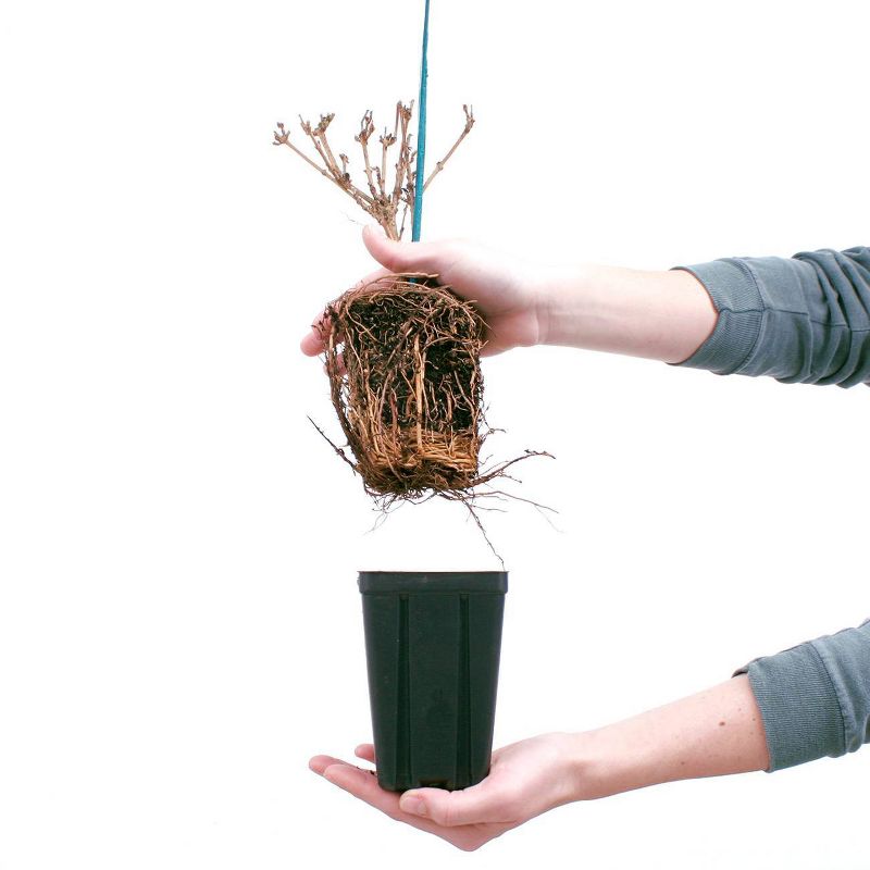 3ct Forsythia Magical Gold 4" Potted Rocketliners Plants - Van Zyverden