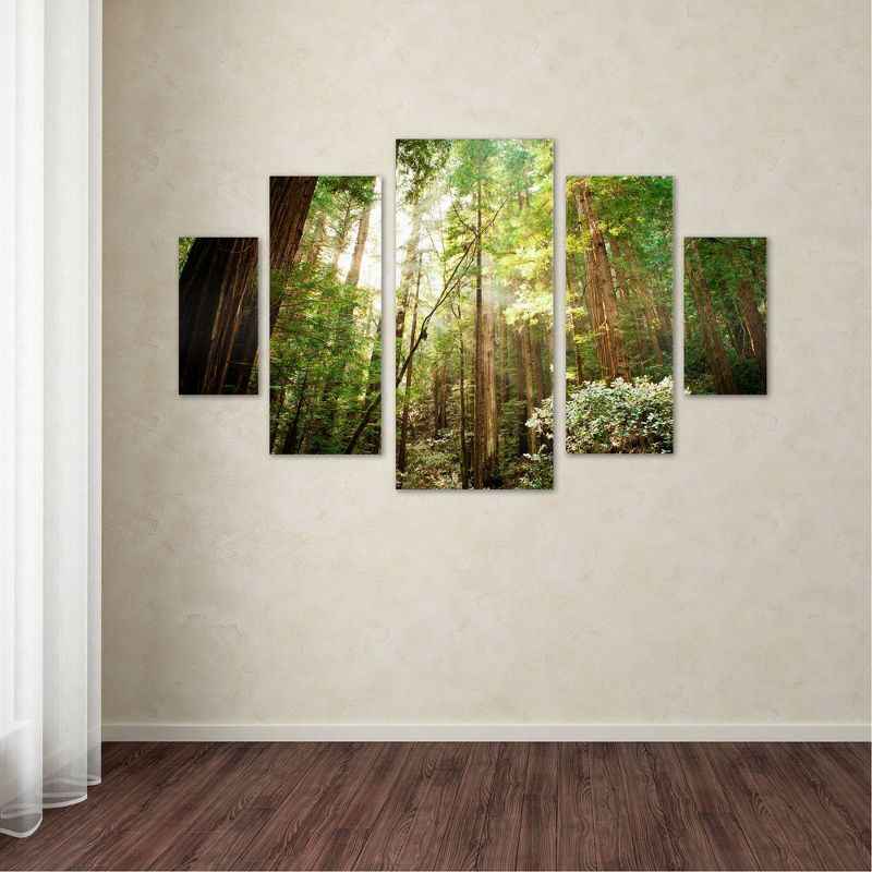5pc Muir Woods by Ariane Moshayedi - Trademark Fine Art