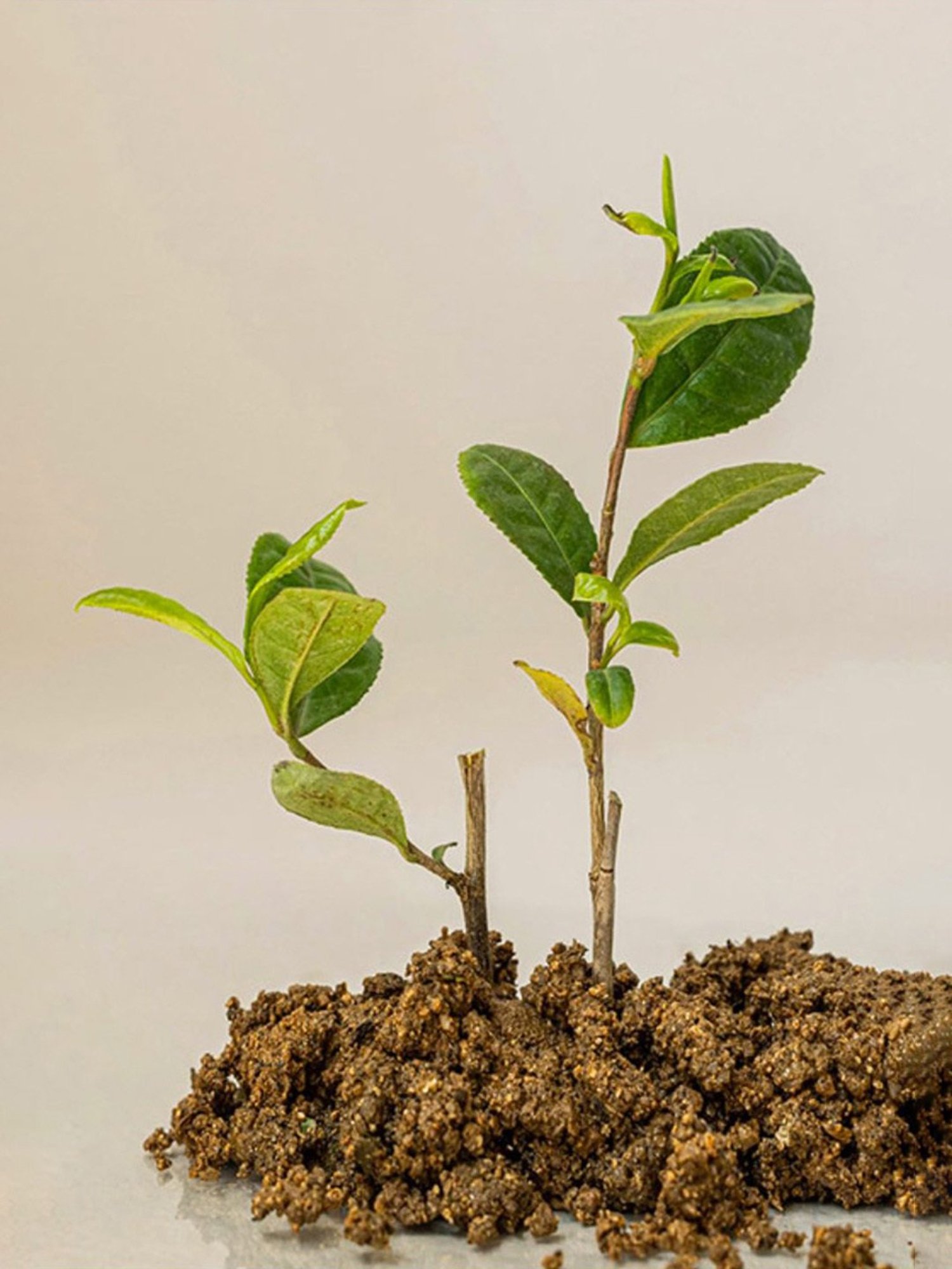 Beauty of Joseon Green Tea + Panthenol Calming Serum - 30 ml