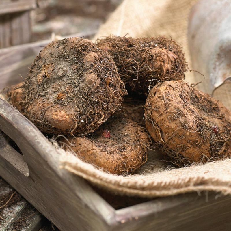 Van Zyverden Begonia Golden Balcony Patio Kit Decorative Rattan Planter and Bulbs