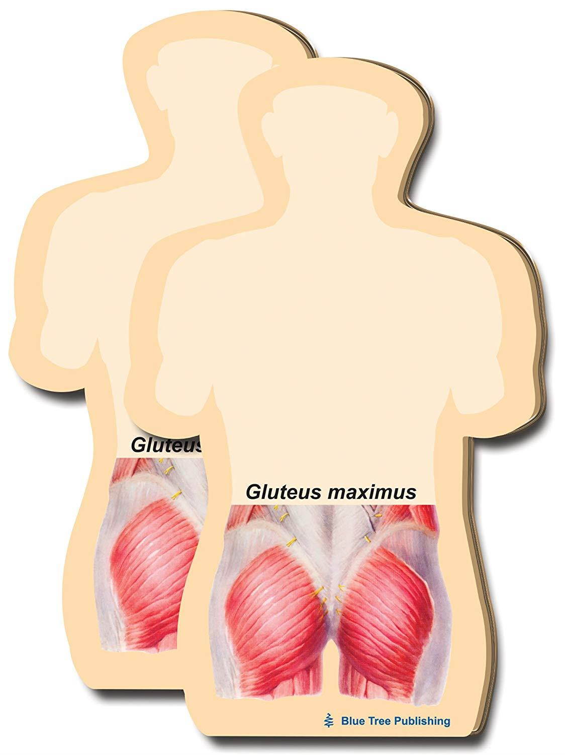 Gluteus Maximus Sticky Notes or a Tight Muscle Butt Note Pad, 2 Pack-100 Sheets Per Pack