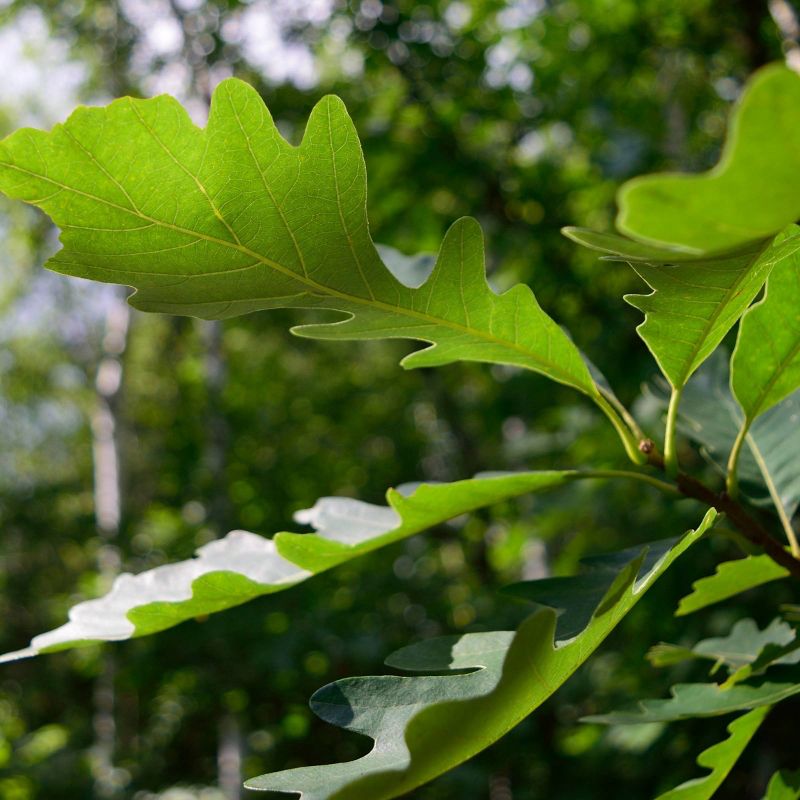 2.25gal Bur Oak Tree - National Plant Network
