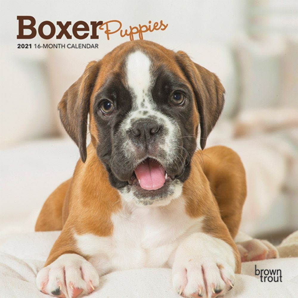 BrownTrout,  Boxer Puppies Mini Wall Calendar 2021