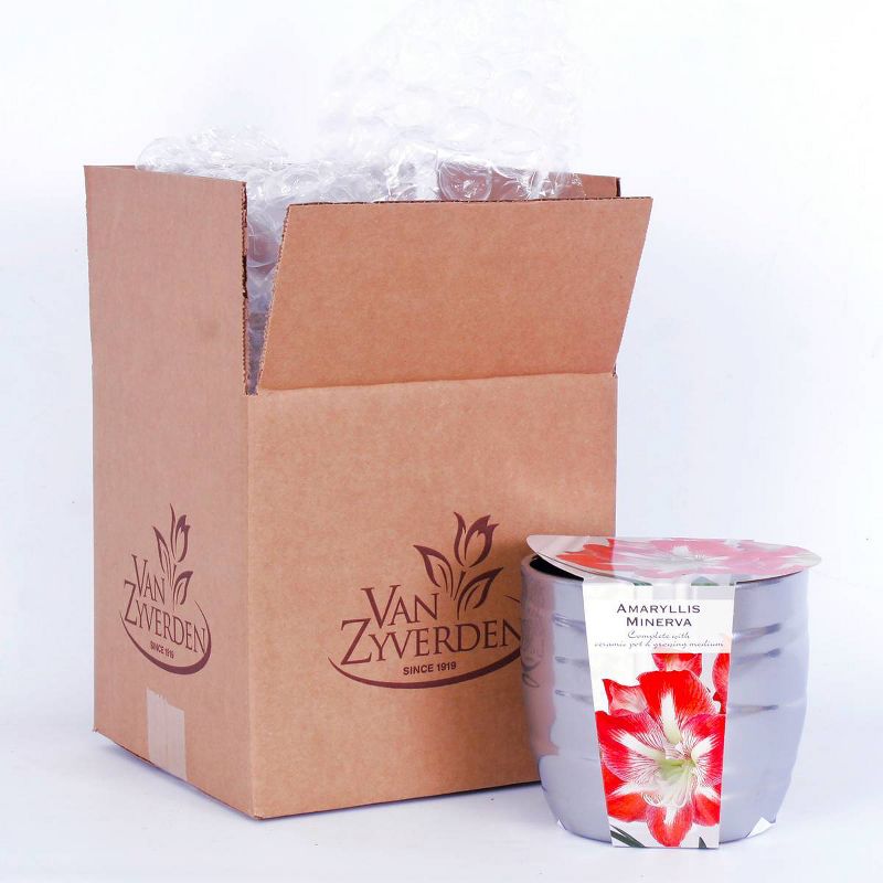 Amaryllis Minerva Kit with Silver Swirl Ceramic Planter - Van Zyverden