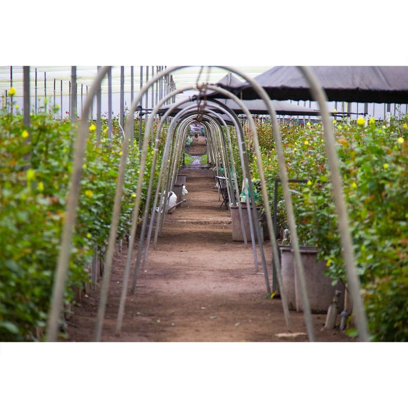 Colour Republic Red Garden Rose Bouquet