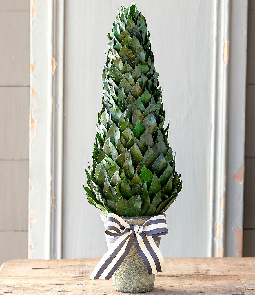 Park Hill Lemon Leaf Cone Topiary