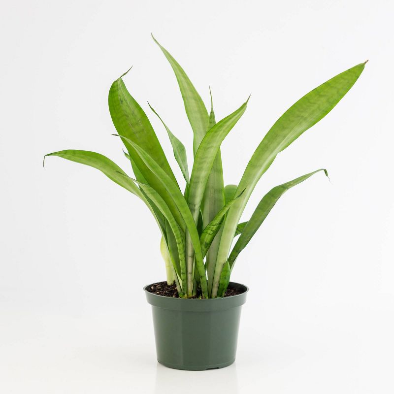Snake Plant - National Plant Network