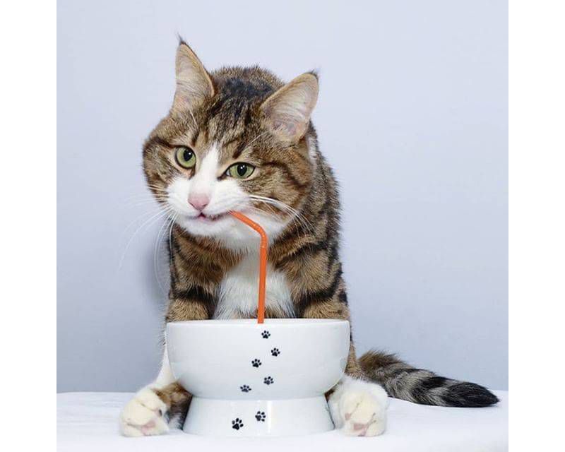 Necoichi Raised Cat Water Bowl