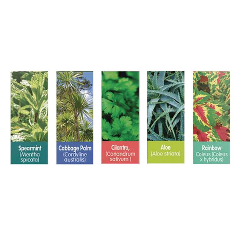 Dunecraft Sensory Eco-Biosphere Plant Dome with 5 Different Plant Seeds