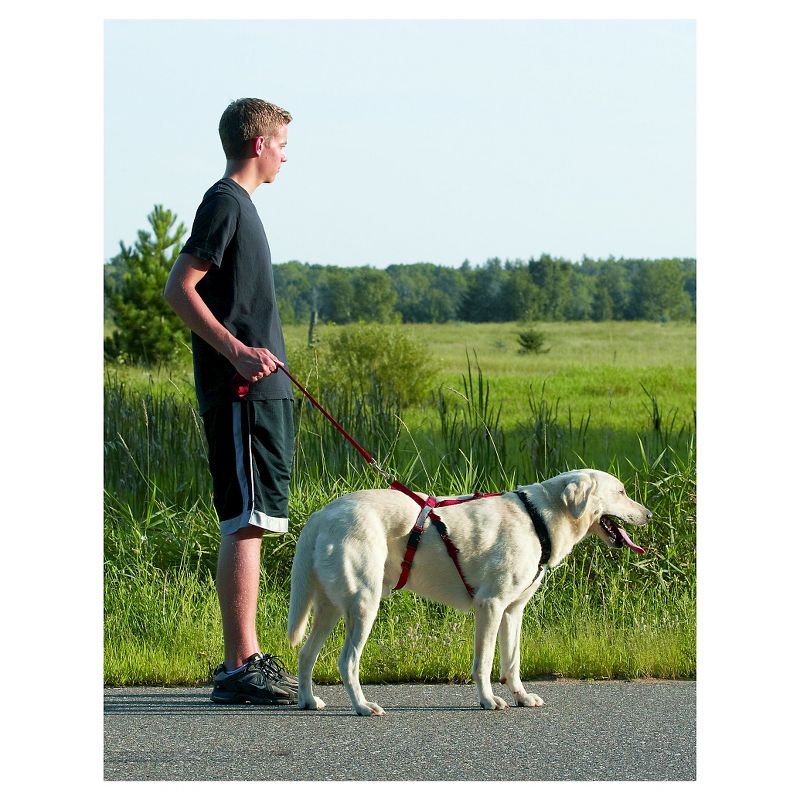 Safety Light Auto Dog Collar