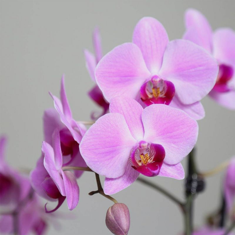 Just Add Ice 10" Pink Orchid Duo in Ceramic