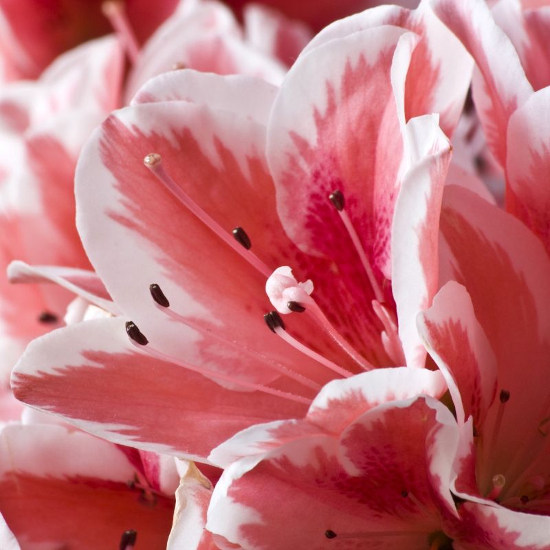 Encore Azalea Autumn 'Sunburst' 3gal U.S.D.A. Hardiness Zones 7-10 - 1pc - National Plant Network