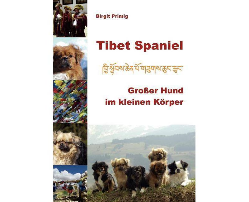 Behold the Personal Maine Coon - by  Phyllis Stiebens (Paperback)