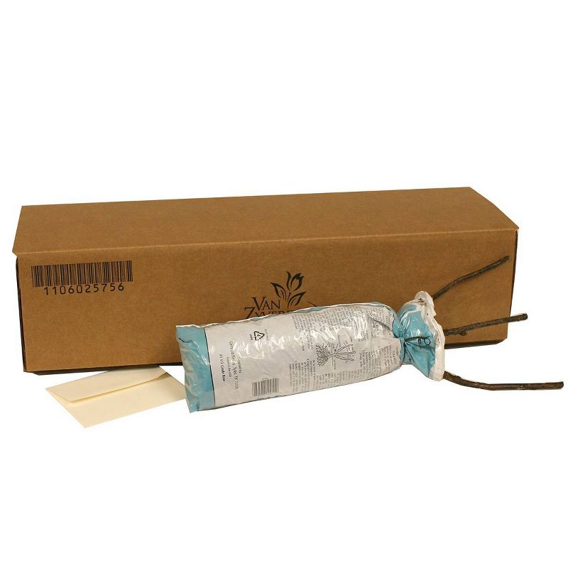 Van Zyverden Roses Julia Child Root Stock