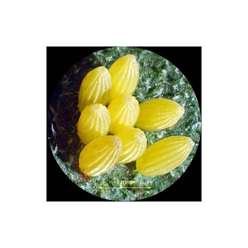 SE204A Portable Binocular Stereo Microscope WF10x Eyepieces 20X Magnification 2X Objective LED Lighting Reversible BlackWhite Stage Plate Arm Stand