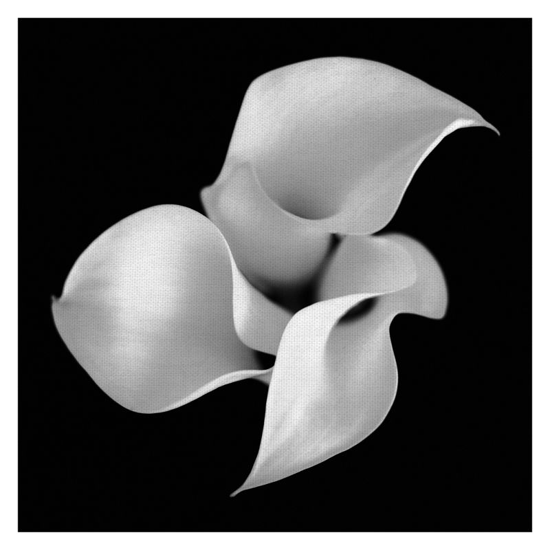 30"x30" Untitled Floral 26 By Michael Faragher Art On Canvas Black - Fine Art Canvas