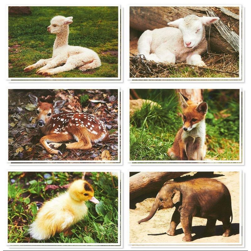 36-Pack All Occasion Greeting Card w/Envelopes, Cute Baby Animal Pictures, 4"x6"