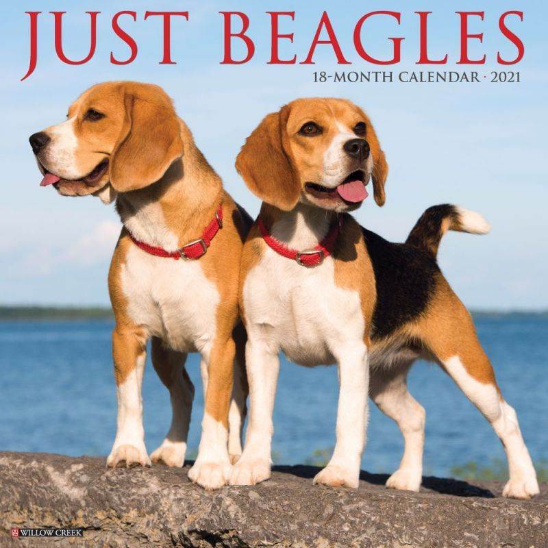 Willow Creek Press,  Just Beagles 2021 Wall Calendar 2021